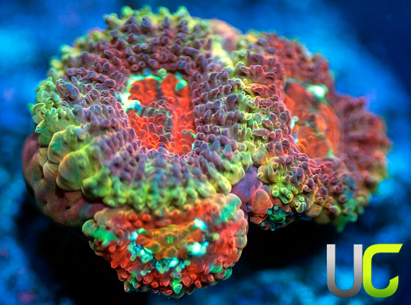 UC Limp Bizkit Micro Amakusensis