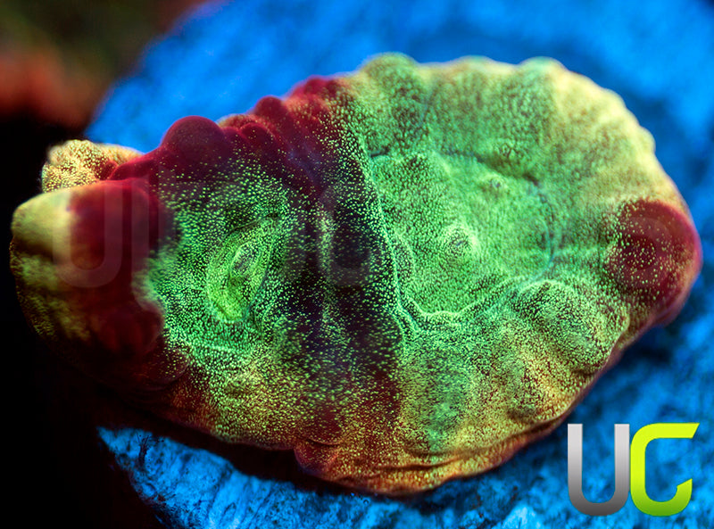 JF Psycho Rainbow Rim Favia