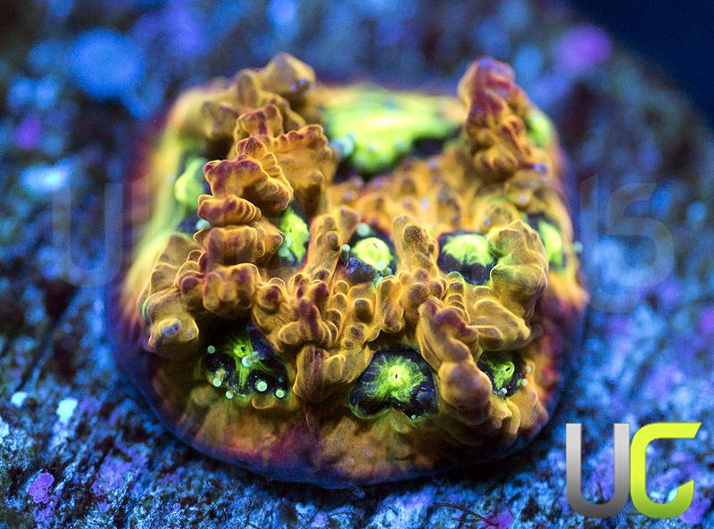 RC Rain of War Favites