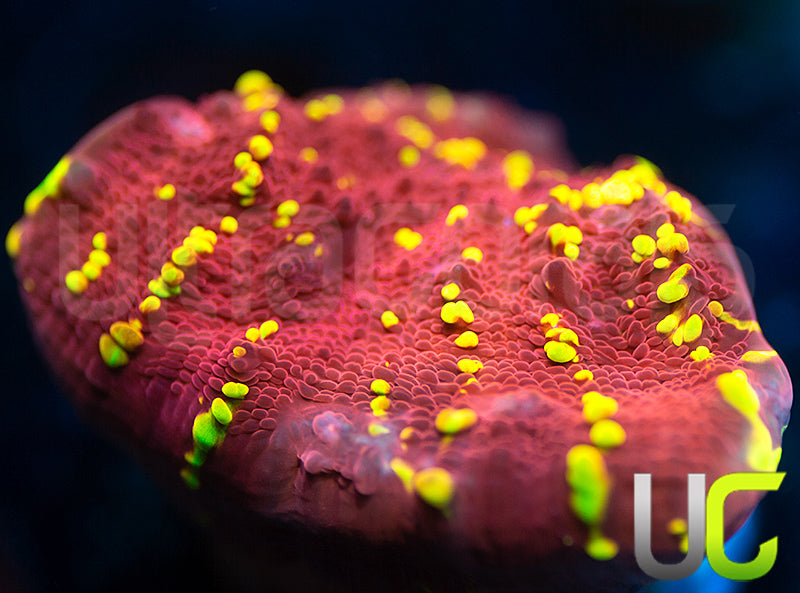 JF Gold Meister Chalice