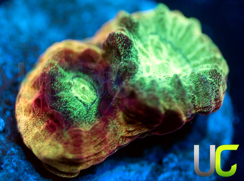 JF Psycho Rainbow Rim Favia