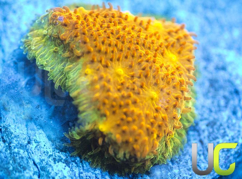 Yellow Yutz Psammocora