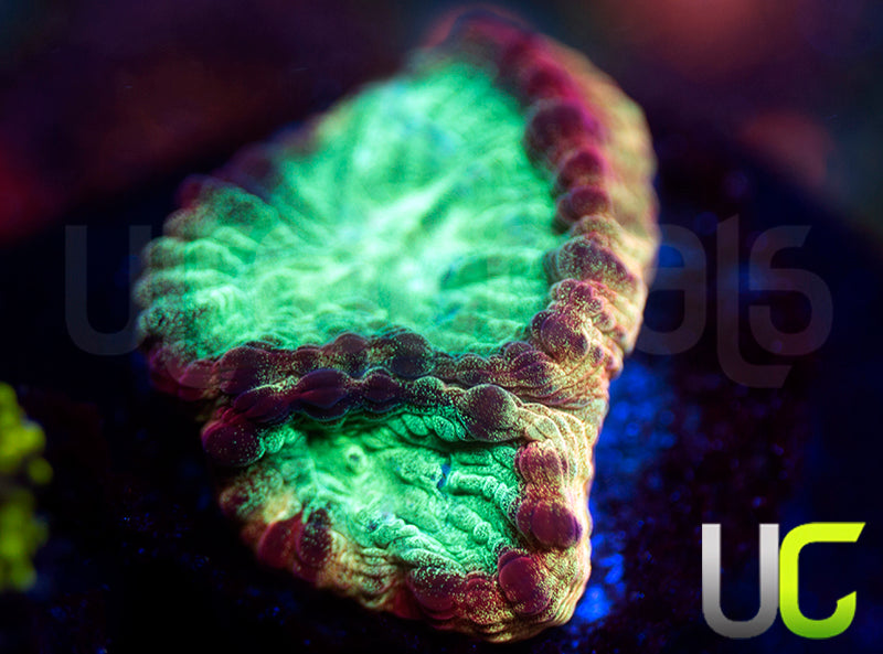 JF Psycho Rainbow Rim Favia