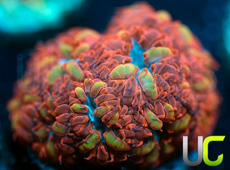 UC Blue Raven Blastos