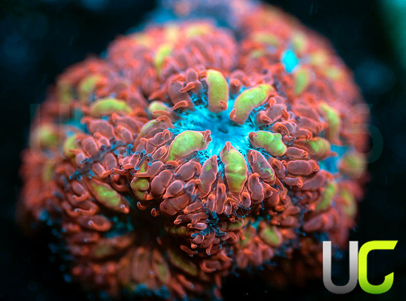 UC Blue Raven Blastos