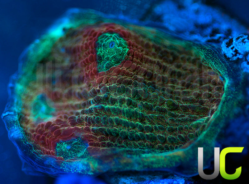 UC Dragon Mist Mycedium Chalice