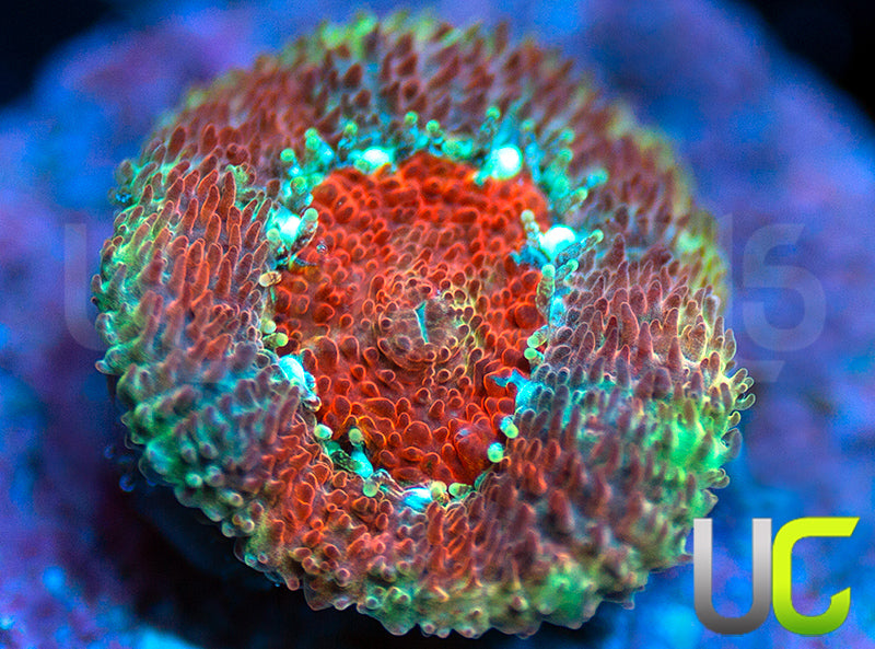 UC Limp Bizkit Micro Amakusensis