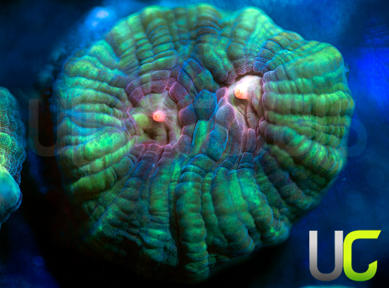 UC Dream Boat Mycedium Chalice