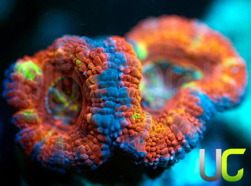 UC Crazy Carny Micro Lord