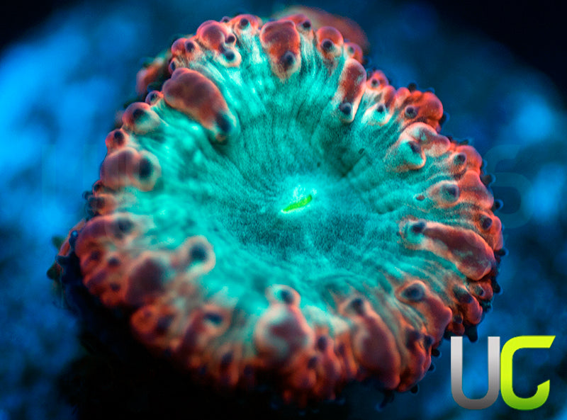 UC Home Stretch Blasto