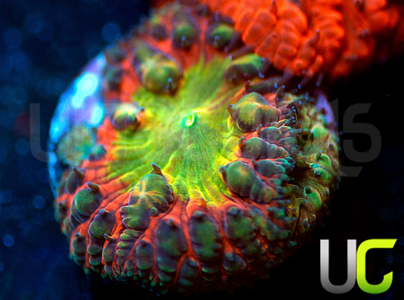 BSA TT Twister Blastos