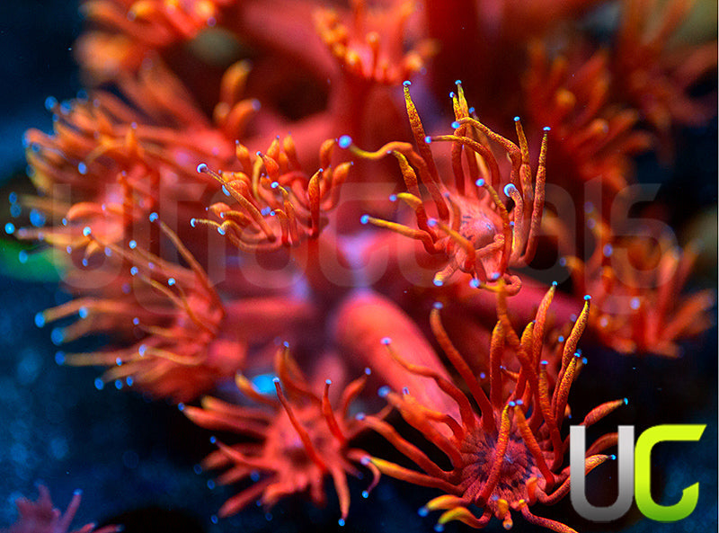 ECC Burning Man Goni