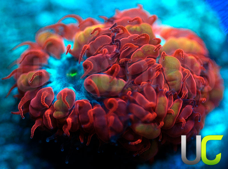 UC Blue Ravens Blastos