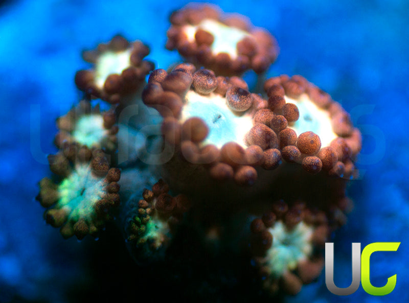 UC Cosmic Candy Goni