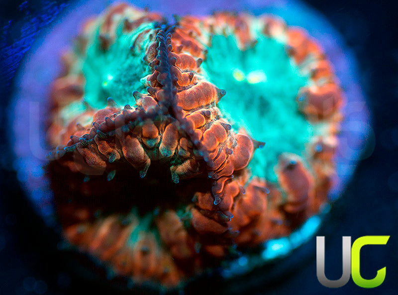 UC Home Stretch Blastos