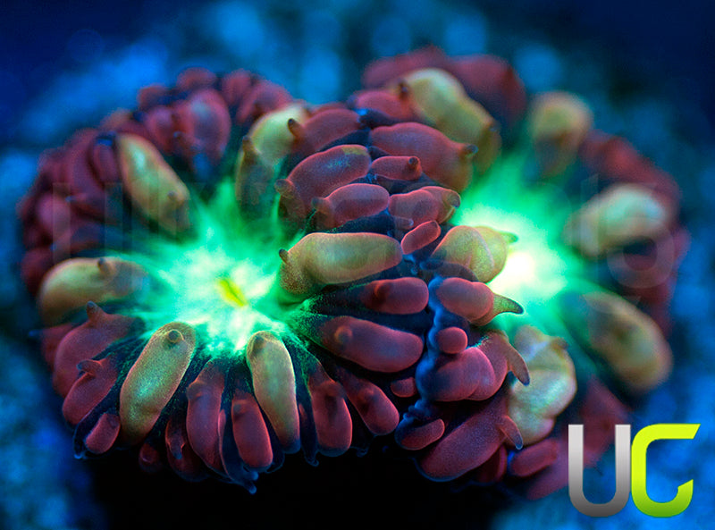 UC Gypsy Blasto Merletti