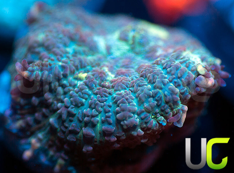 UC Purple Empress Mushroom