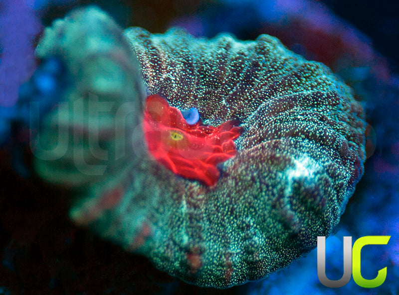 Hamster in a Blender Favia