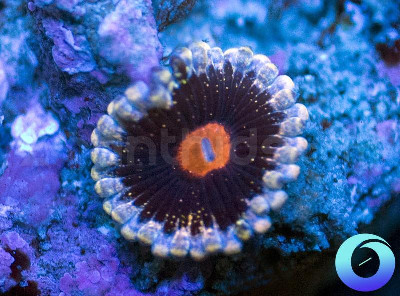 Mary Jane