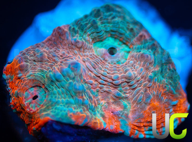 New Release: UC Holograph Chalice