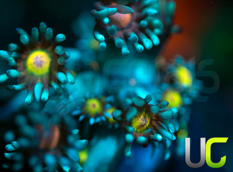 UC Rainbow Wolverine Goni