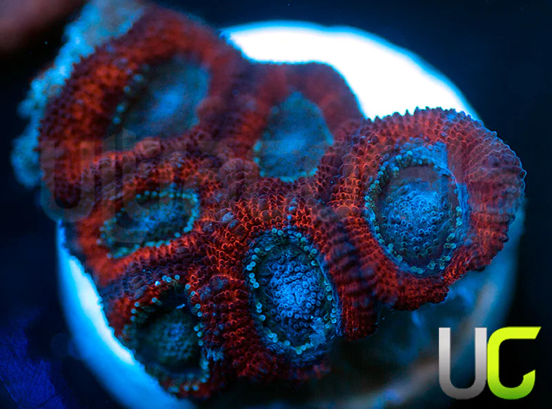 UC Superhero Micro Amakusensis