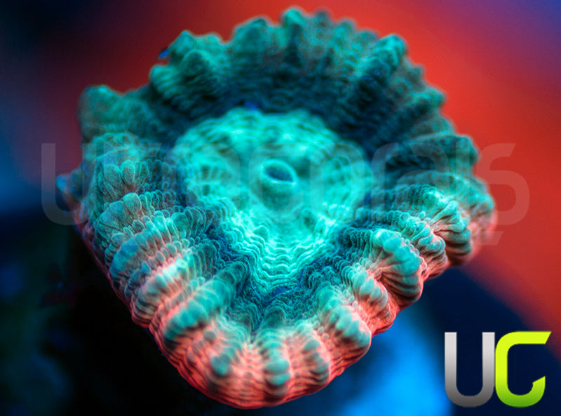 UC Ultimate Edge Favia