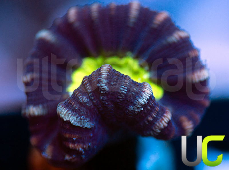 UC Space X Candy Cane