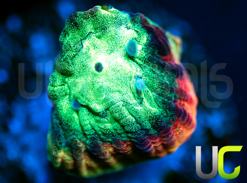 JF Psycho Rainbow Rim Favia