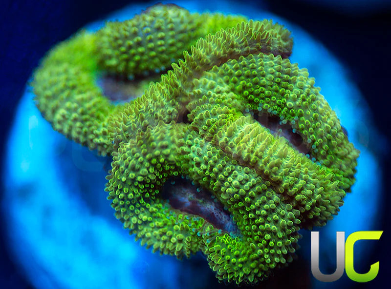 UC Pink Flamingo Micro Amakusensis