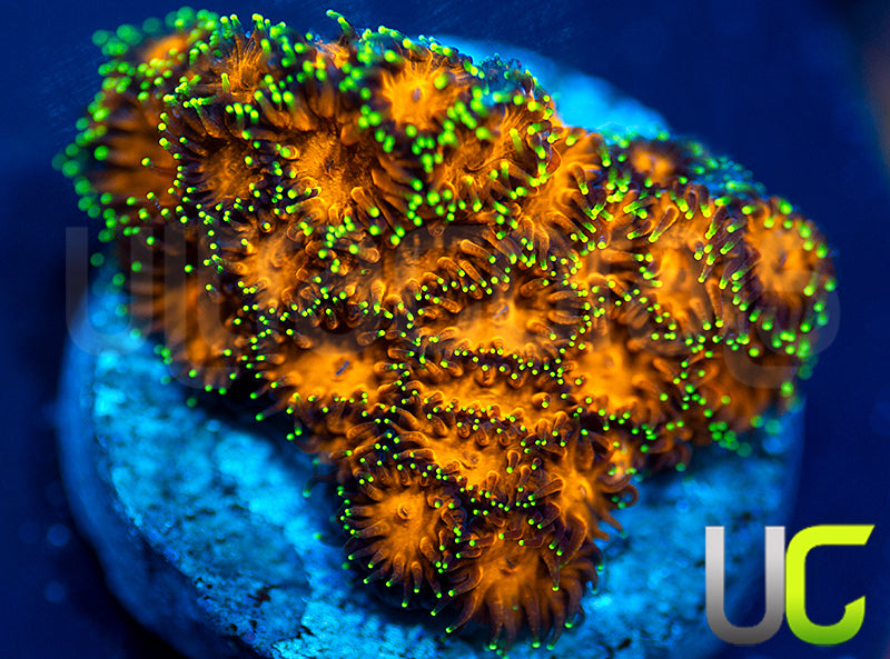 UC Lightning Tip Leptastrea