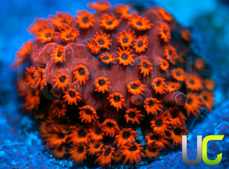 UC Sweet Revenge Porites