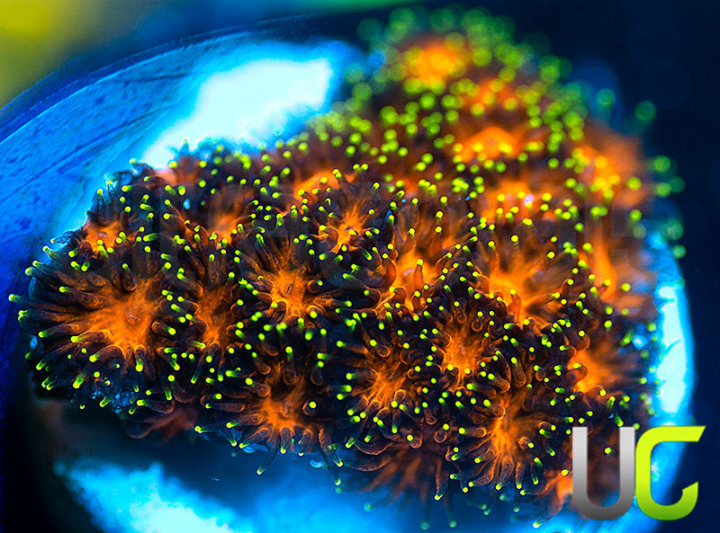 UC Lightning Tip Leptastrea