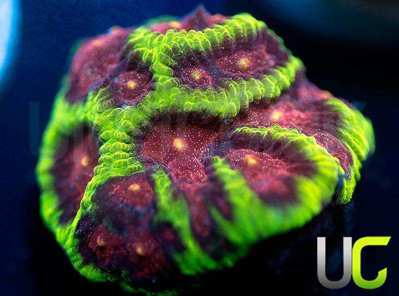 CB Tropical Thunder Favites