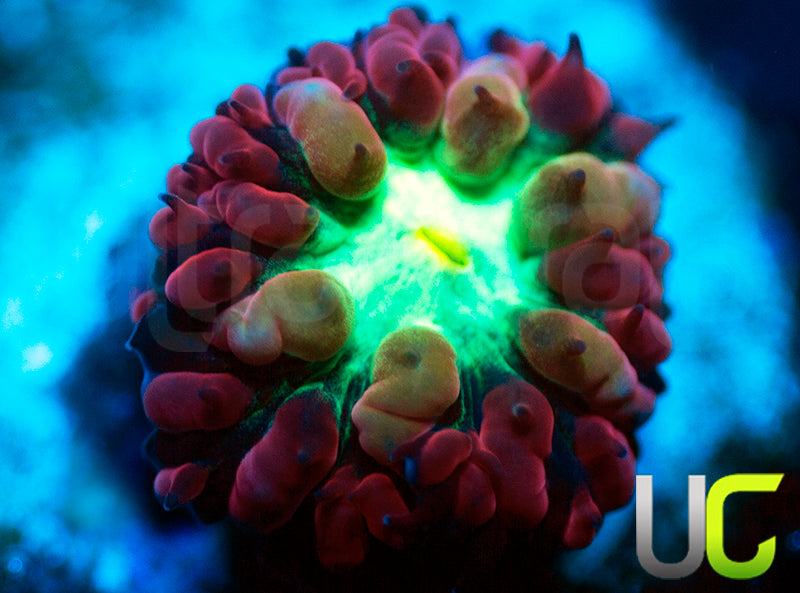 UC Gypsy Blasto Merletti