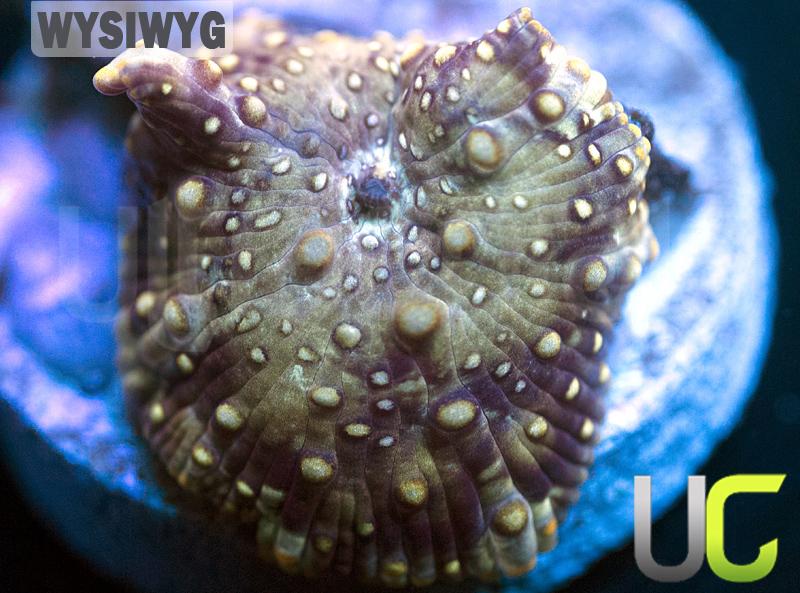 Swamp Thing Mushroom