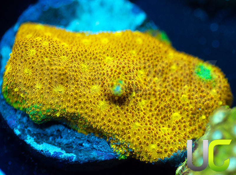 Yellow Yutz Psammocora