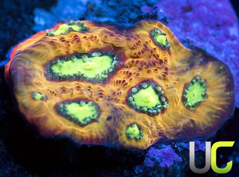 RC Rain of War Favites