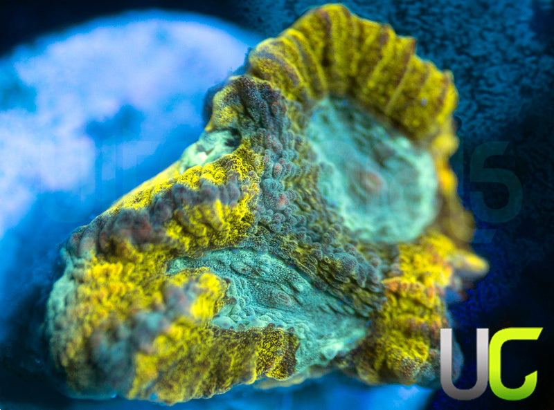 UC Blimey Limey Favia