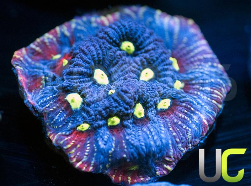 UC Pink Splash Favites