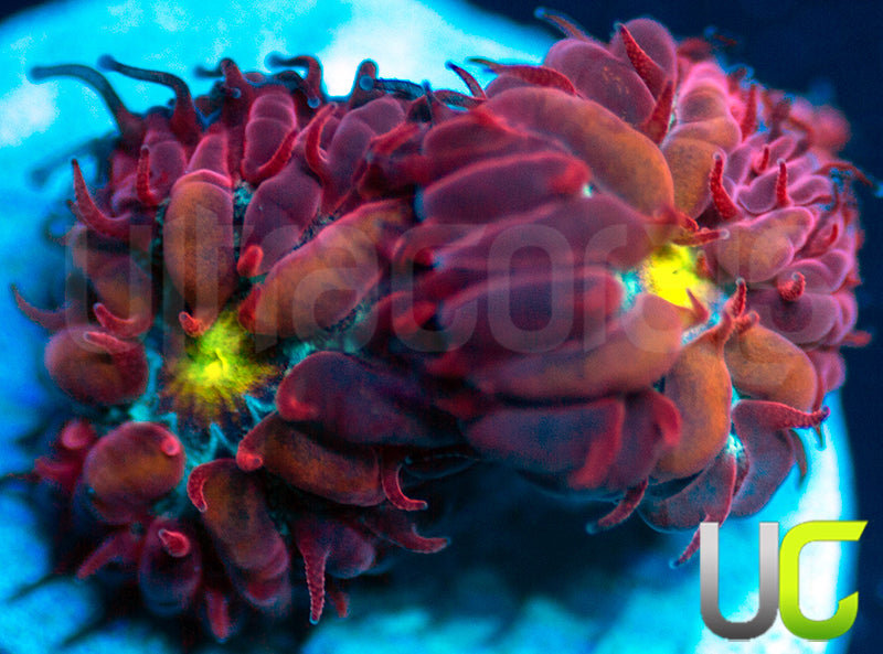 UC Boondocks Blastos