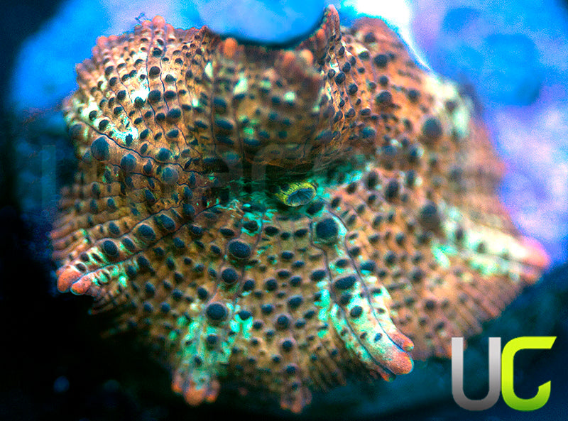 Lightning Leopard Mushroom