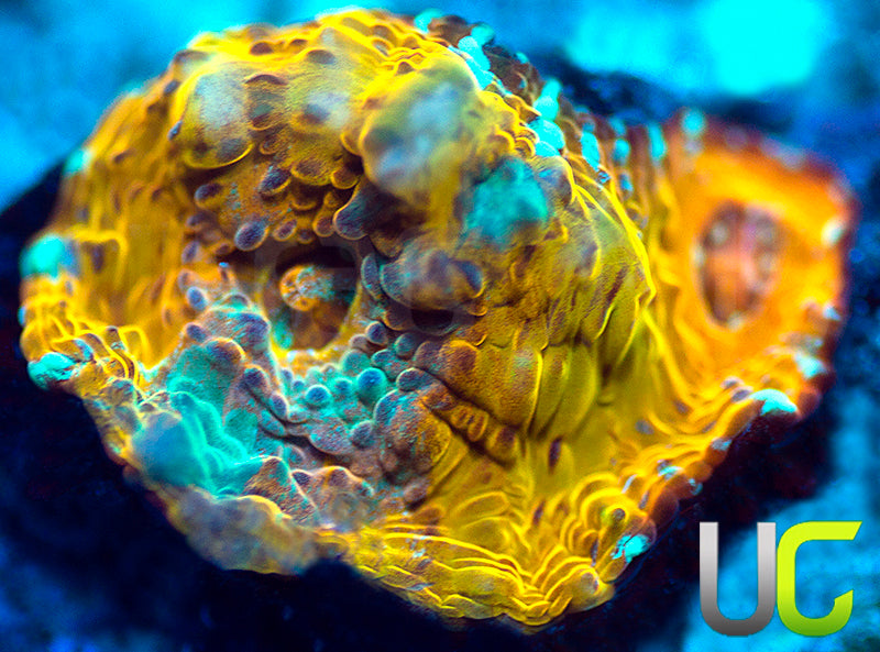 NEW RELEASE: UC Pina Colada Chalice