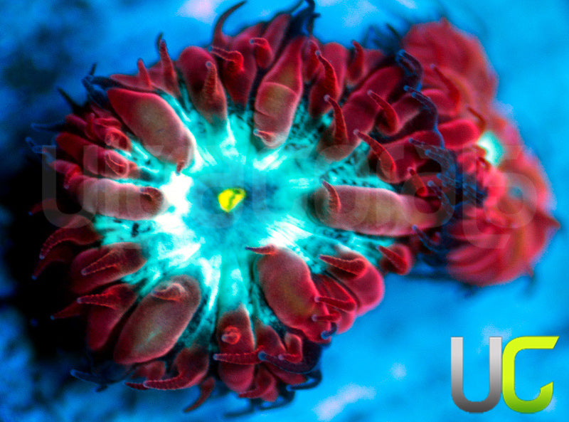 UC Azure Sky Blastos