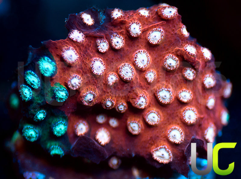 JF Fender Bender Cyphastrea