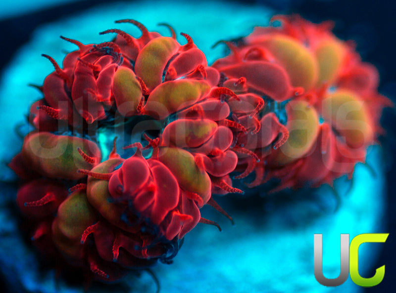 UC Blue Raven Blastos