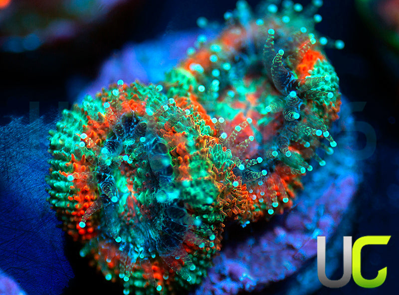 UC Carousel Micro Amakusensis