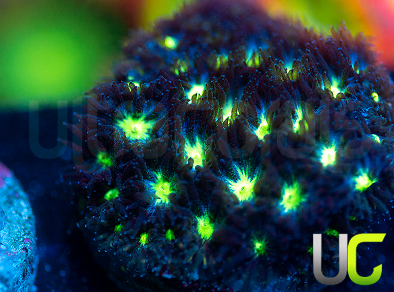 UC Stunt Double Leptastrea