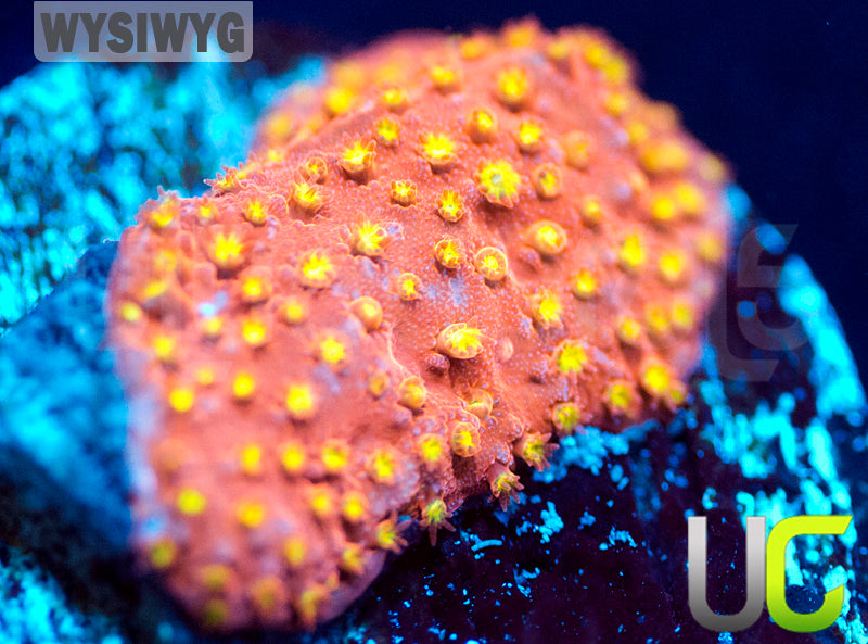 UC Psycho Pirate Stylo