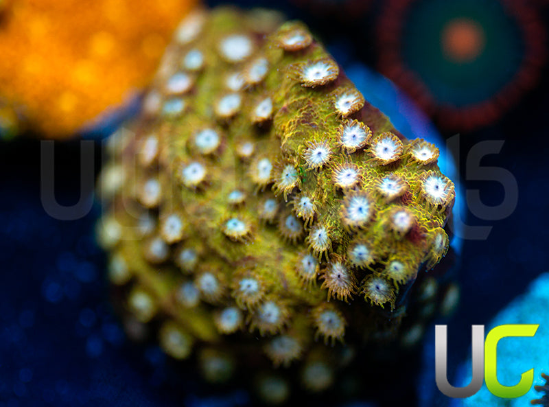 UC Yellowjacket Cyphastrea